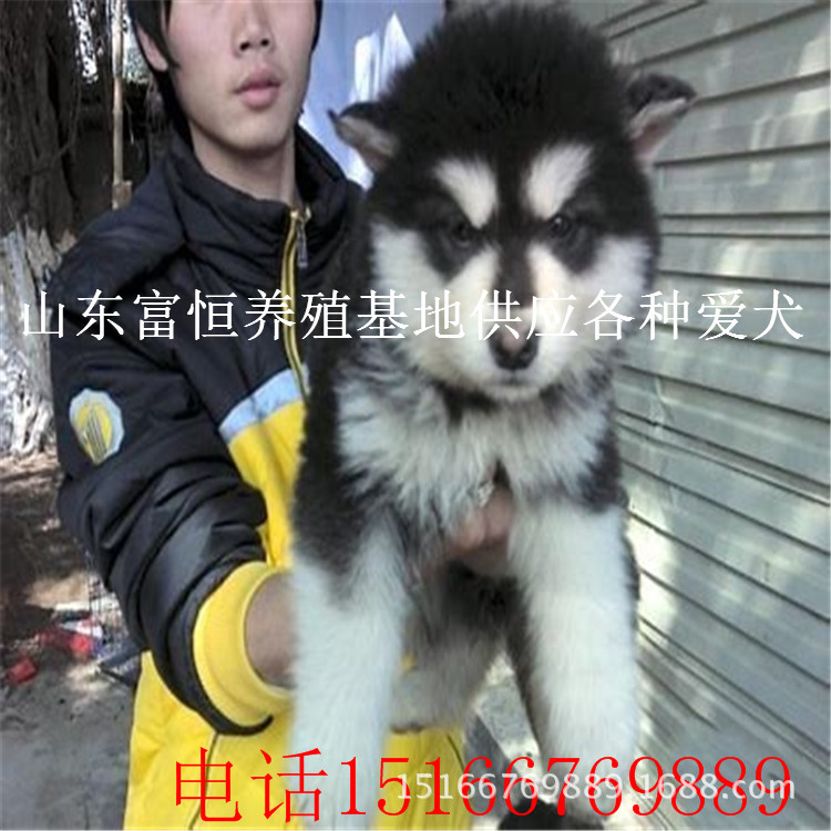 阿拉斯加纯种大体阿拉斯加十字脸纯种阿拉加幼犬活体出售