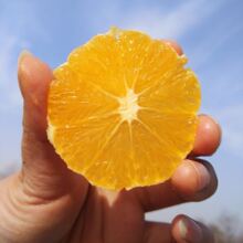 湖南麻阳冰糖橙应季橙子当季现摘新鲜水果手剥大果甜橙脐整箱