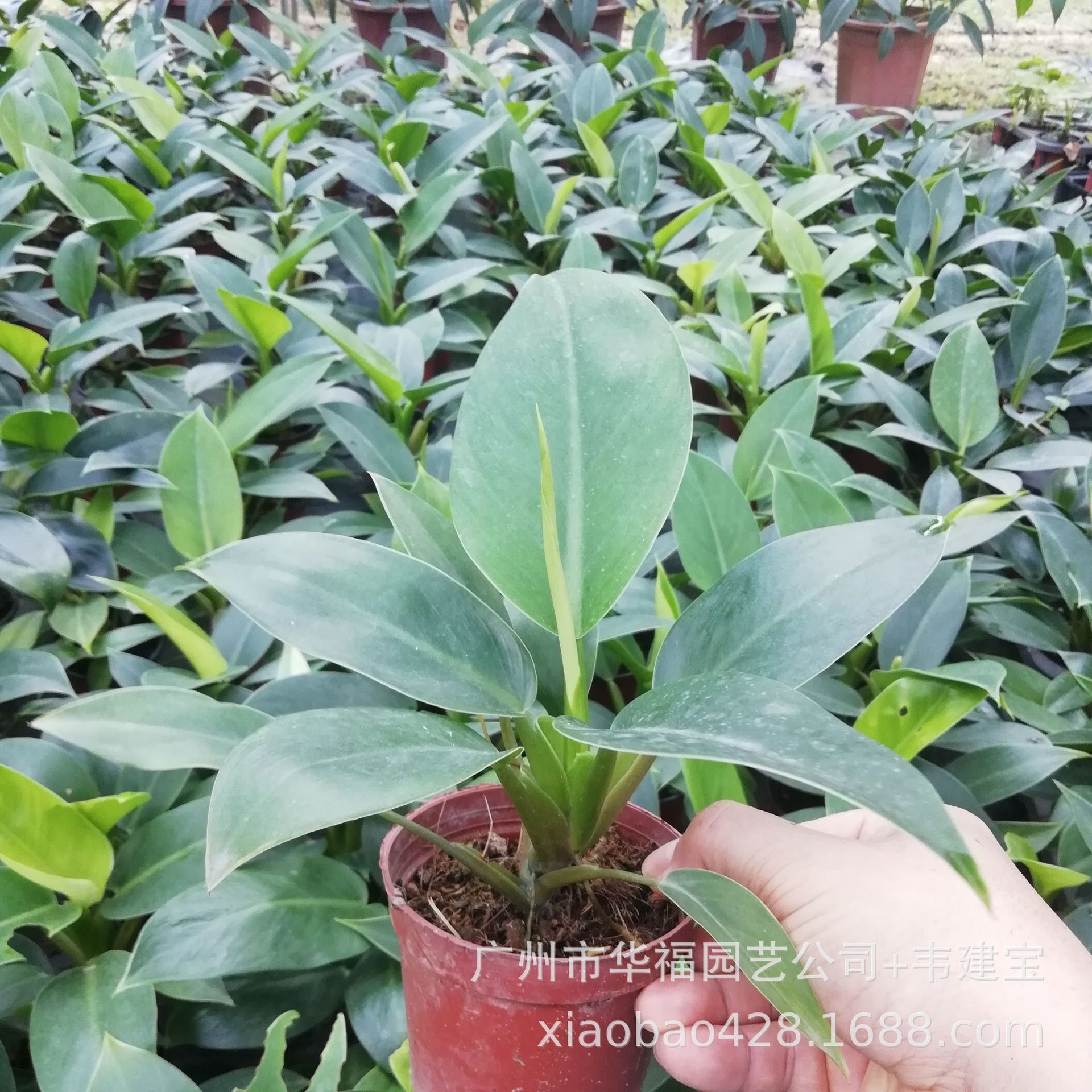 Base Wholesale Office 90# Green Princess Gold Diamond Philodendron…