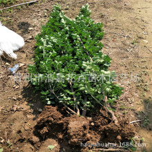 1-4׹̾G籱S    ɻG      ԱS