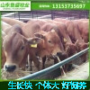 鲁西黄牛养殖场专供 供应肉牛健 鲁西黄牛牛养殖场直销 大量供应鲁西黄牛12345