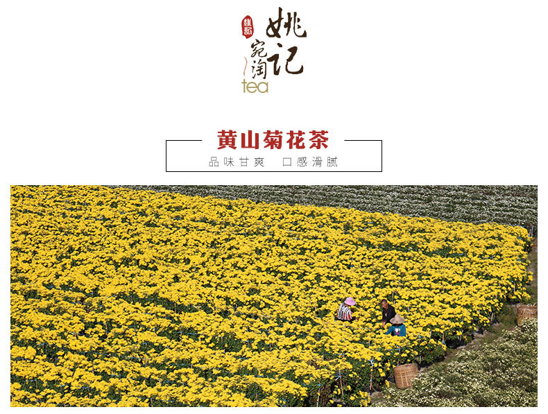 徽州皇菊_02