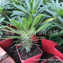 ������ ����ֱ�۾Gֲ �k�����̨Ȥζ�����辰ֲ��