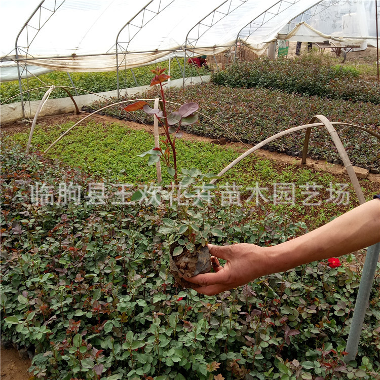 批发月季花苗盆栽种子树桩  高杆树桩大花月季 月季苗树状月季