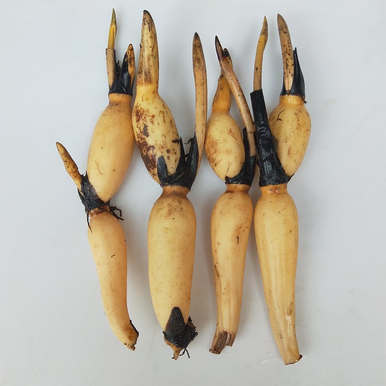 Base Direct selling Aquatic Lotus flower Lotus seed Lotus seedlings Lotus root seed The lotus seed Greening of water body