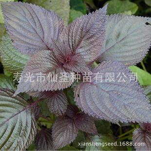 紫蘇種子圖片 海量高清紫蘇種子圖片大全 阿里巴巴