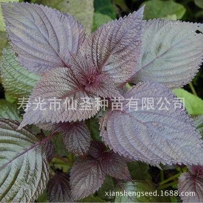 紫苏种子 全紫紫苏种子 寿光蔬菜种子 芳香植物 10克装|ru