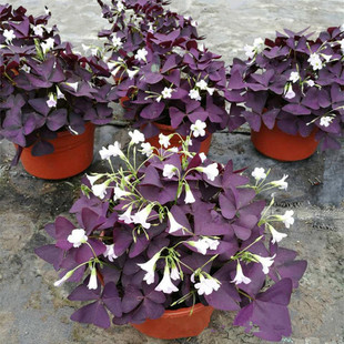 紫叶酢浆草红花植物三叶地栽盆栽球根植物苗园林工程苗紫叶幸运草 阿里巴巴