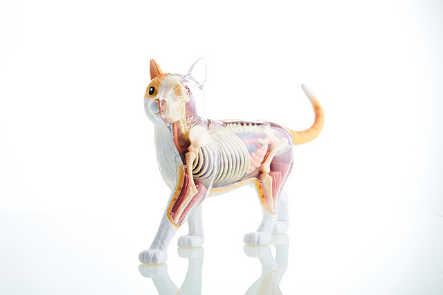 4d Master解剖大黄猫橘猫拼装仿真模型教学用品宠物礼品摆件 价格 厂家 哪里买 我有货 B 5yoho Cn