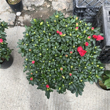 ���������������ܻ��طNֲ���l�҃��^�������r������N