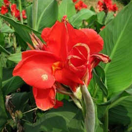 美人蕉苗圃直供水生植物形状优美花朵漂亮造景常开红花盆栽美人蕉