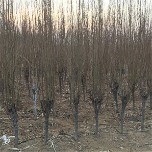 ɽ�|����4���ִ�ָ�������l���� ���Ҙ����󃞻�