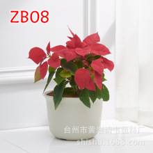 超大矮钵 8号 省土中钵 矮胖型多肉钵 短钵 塑料花盆 矮钵万象盆