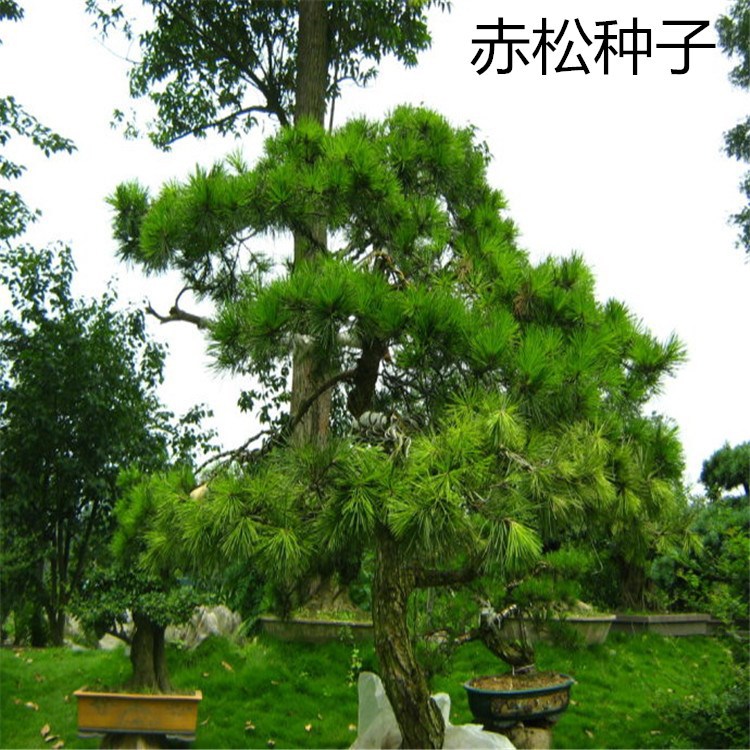 散装新采赤松种子 植被林木种日本赤松灰果赤松短叶赤松籽批发