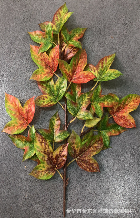 XRB-158三角枫四叉枝秋