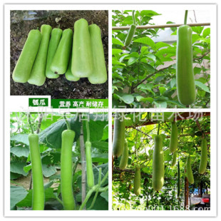 �����L��ӹϷN�� ���ѹϷN�� ���J�� �A��� ζ�� �߲˹Ϲ��N��