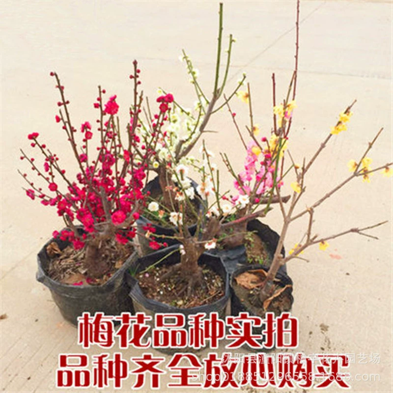 Двор Цветы Wintersweet Красная Слива Черная Слива Зеленая Слива Белая Слива Suxin Wintersweet Дерево Рассада Слива Бонсай Пень