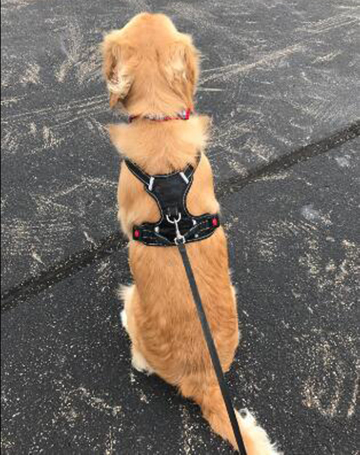 Dog Harness Image 15