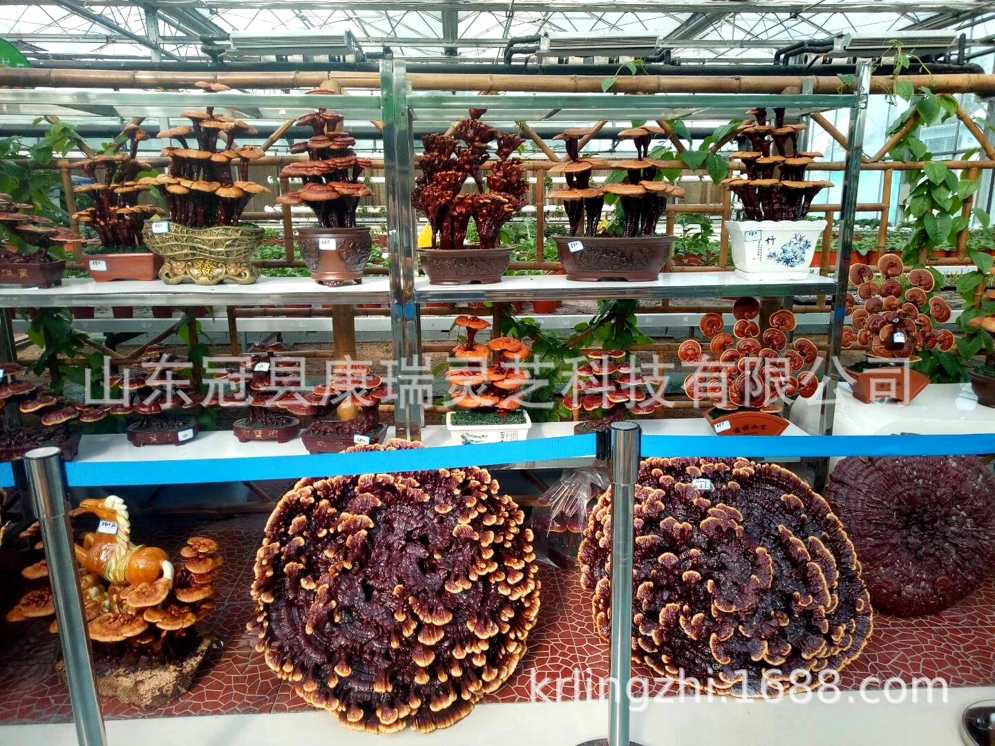 工艺品摆件_创意灵芝 新品上市送礼 灵芝工艺品摆件 造型多 - 阿里巴巴