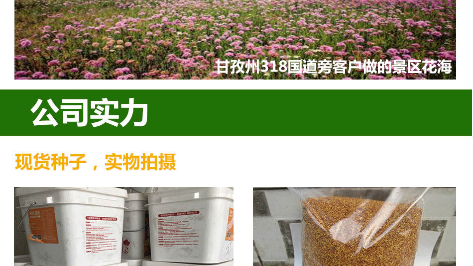 花种详情6_13