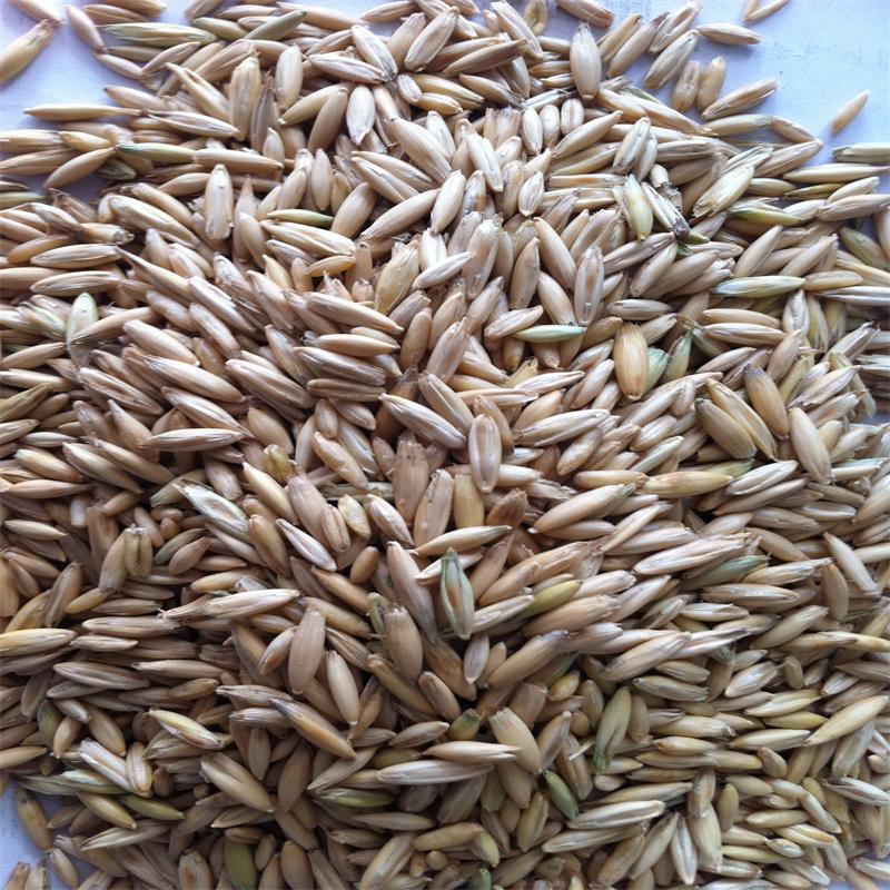 【源头货源】马饲料用燕麦 皮燕麦 带壳燕麦 赛马饲用皮燕麦