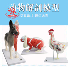 狗骨骼模型 狗骨骼模型品牌 图片 价格 狗骨骼模型批发 阿里巴巴