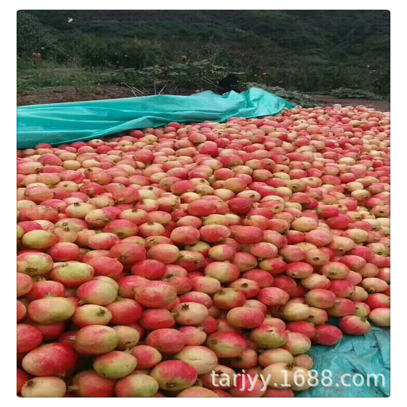 云南大理软籽石榴树苗批发 果实饱满 汁多浓甜 四季种植