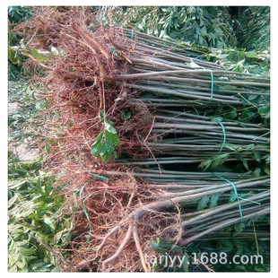 ɽ�|�t���㴻��ľ���� ���깩�����ﰫ�����^�㴻���� �����ʳ��