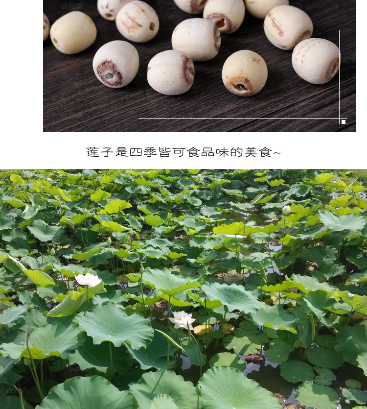 White Lotus Seeds (Nelumbo nucifera) — Core-Removed Dried Lotus Seed, 500g quality and texture