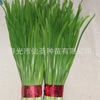 wholesale Chives seed Hanzhoung Chives Open Field Protected land plant Red Root Chives seed