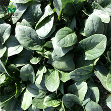 пïA߲˷NӴ~~˷NӺmGԽGɫ~