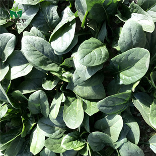 �п�ï�A�߲˷N�Ӵ��~���~���˷N�Ӻ��m�G��Խ������������Gɫ�~