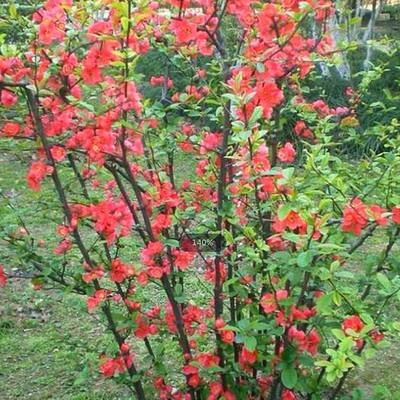 批发盆栽丛生贴梗海棠 营养钵丛生贴梗海棠易成活/耐寒生长快|ms