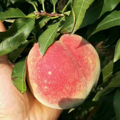 山東沂蒙山金秋紅蜜映霜紅冬雪蜜桃當季現摘現發新鮮水果壹件代發
