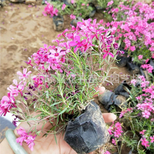 �޸����� ���������� �ر����l���������N�ݻ� �������Ի������l