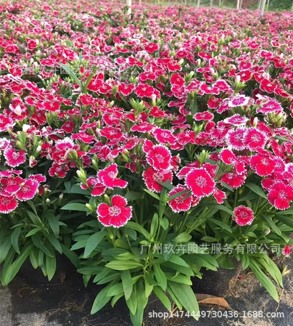 Caryophyllus Цветочное растение в горшке грунтовое растение Парк Пейзаж Декоративные цветы