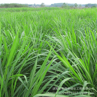 批发牧草种子黑麦草种子多年生牛草种子养羊马猪草种子 耐寒|ru