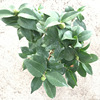 [Base directly batch] Boutique Camellia seedlings with bud potted tea seedlings (black cloth bags) bloom in four seasons