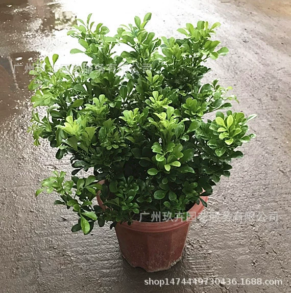 Милан 260 # Цветы, листья, горшечные растения, гостиная балкон, цветы, горшечные растения, двор, парковый пейзаж, зеленые растения