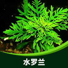 �~���쾰ˮ�ݻ��wˮ�_�m��ˮֲ���ļ��͵͜�ˮ��ˮ�����b��^�p��