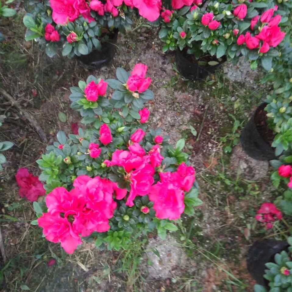 IMG_2018(20180320-211944)