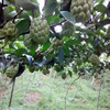 wholesale Black Tiger Kadsura plant Potted plant Climbing fruit Sapling