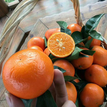 新品种嫁接沃柑苗批发庭院种植橘子树苗湖南反季节柑桔种苗产量高