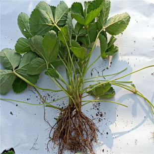 ��ݮ��óɻ� �¼��ļ���ݮ �����ݮ �ñ��� ��ݮ��