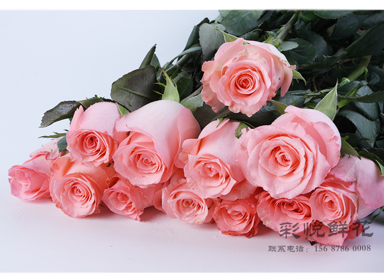 鲜花批发浪漫时尚戴安娜玫瑰花婚庆装饰鲜花粉玫瑰基地直销鲜切花