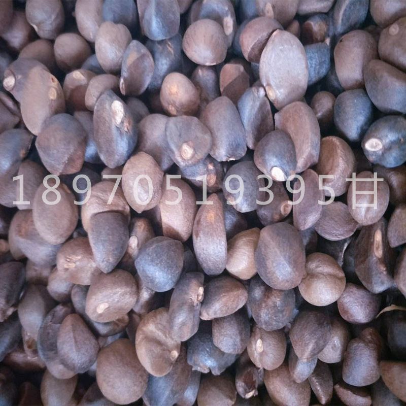 茶野生干茶子小籽 /山茶籽 /江西榨油茶籽 /干籽/ 油茶
