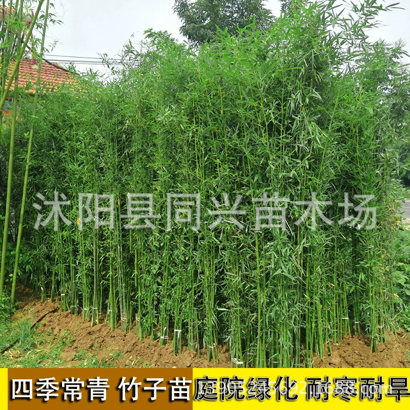 Ранний Сад Бамбук Фиолетовый Бамбук Зеленый Бамбук Золото Инкрустированный Нефрит Бамбуковый Двор Балконная Стена Бамбуковое Озеленение Дерево