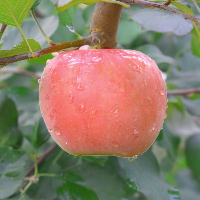 新鮮水果紅富士蘋果帶箱5斤裝野生醜蘋果批發冰糖心壹件代發包郵