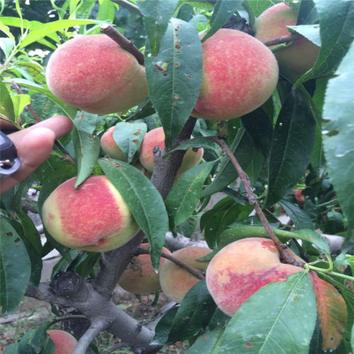 桃树苗基地直销 规格全品种多样桃树苗 现挖现卖量大从优 桃树苗|ms