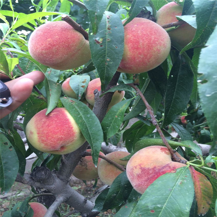 桃树苗基地直销 规格全品种多样桃树苗 现挖现卖量大从优 桃树苗|ms